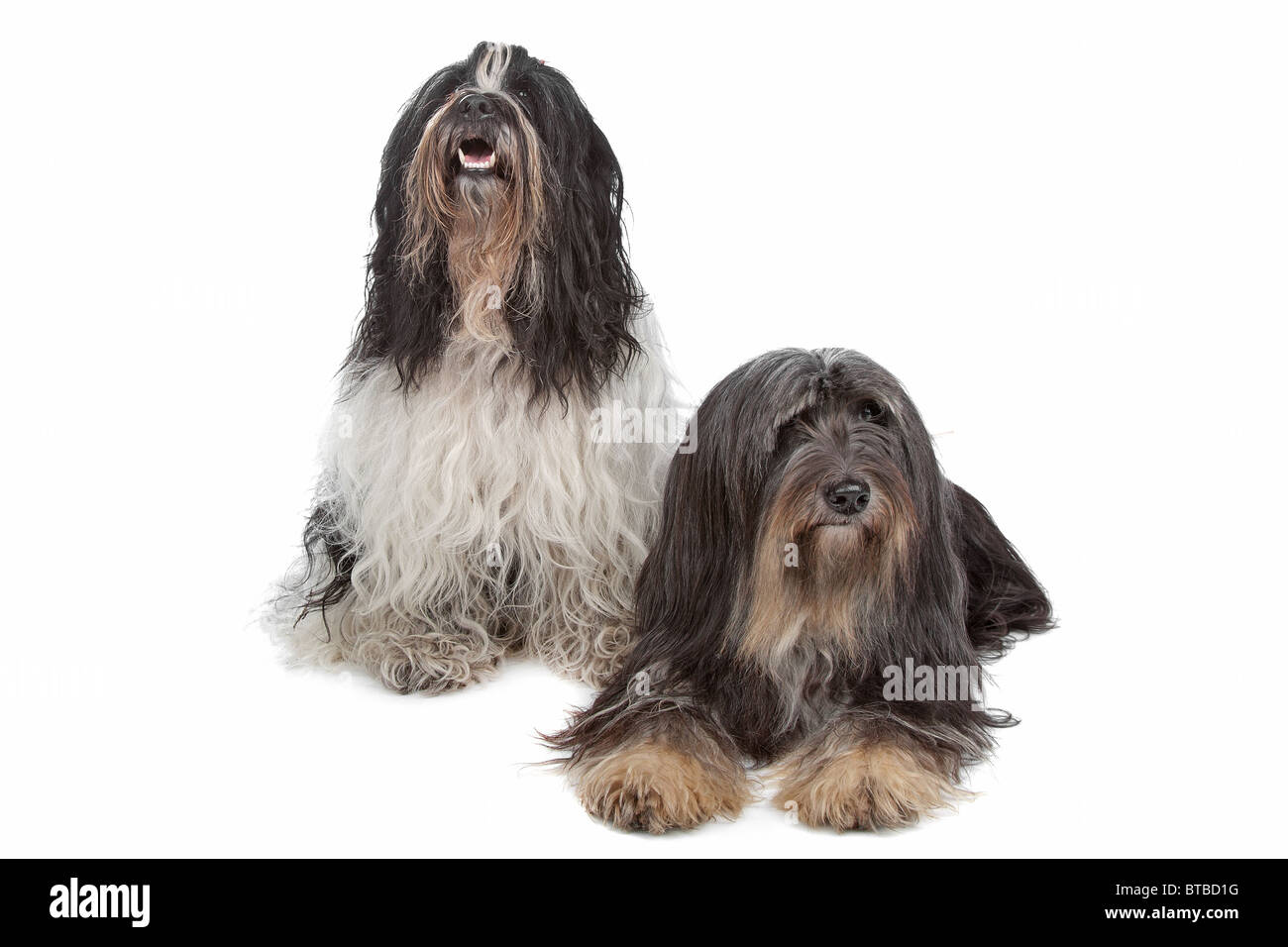 tibetan terrier Stock Photo