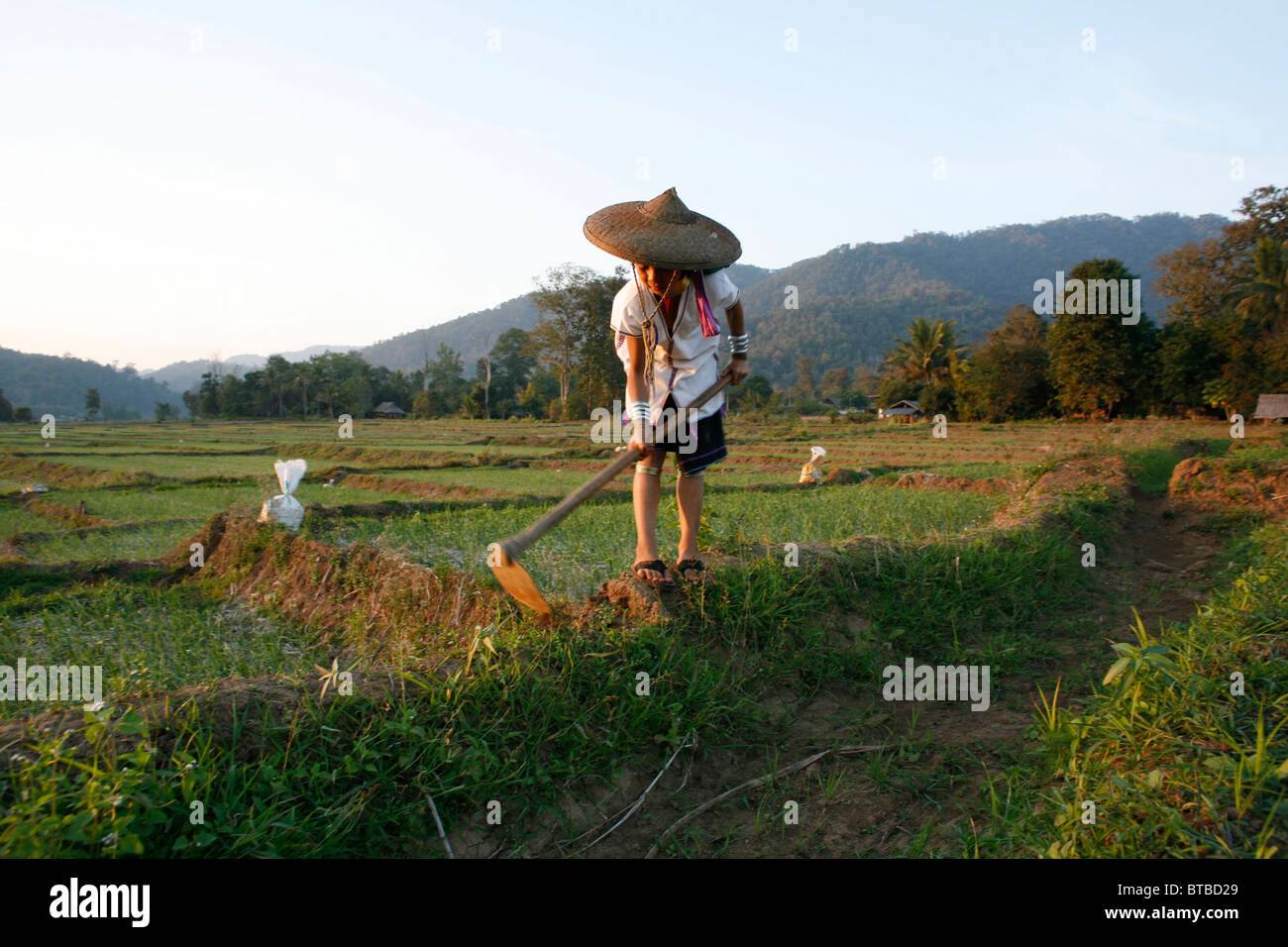 agriculture in Thailand Stock Photo - Alamy