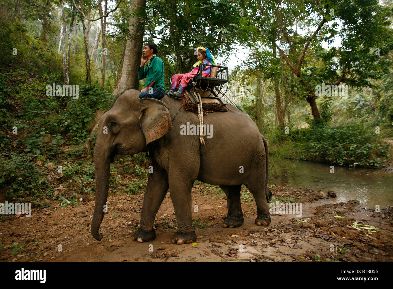 elephant in Thailand Stock Photo - Alamy