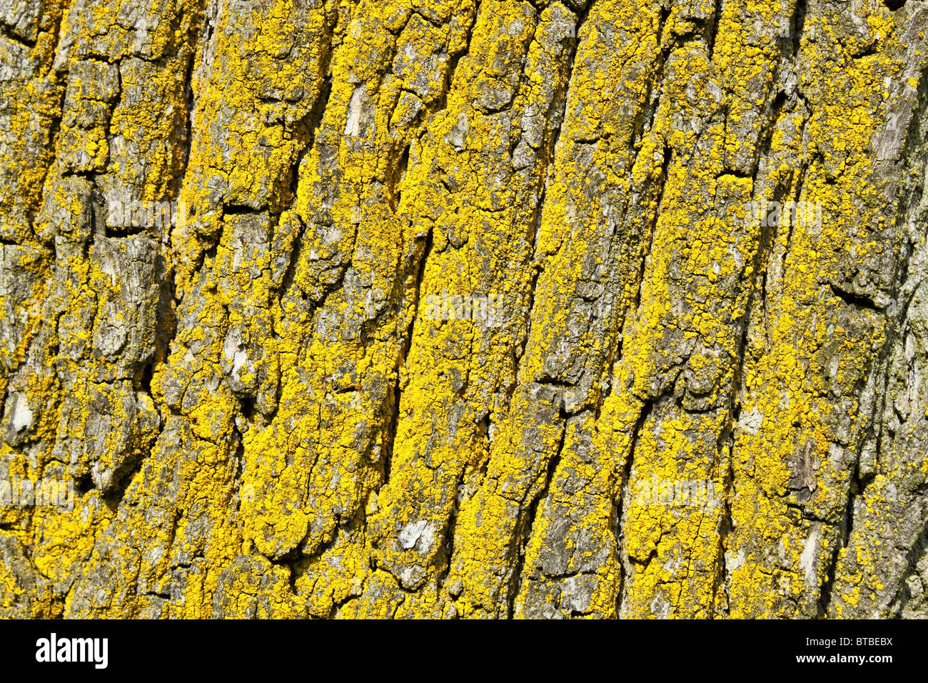 tree bark texture, pattern for background or backdrop use Stock Photo ...