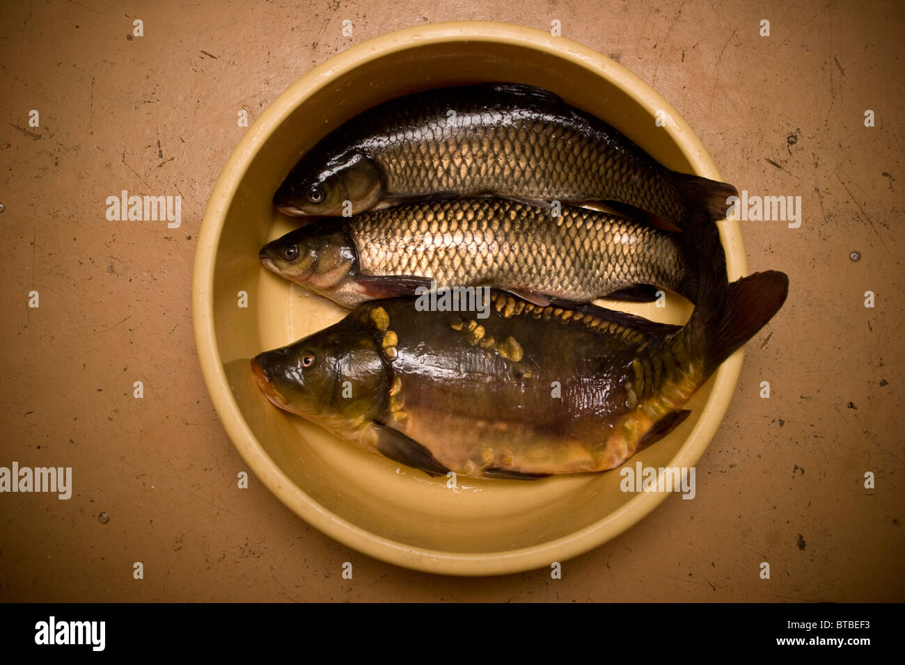 Three big fishes in bowl Stock Photo