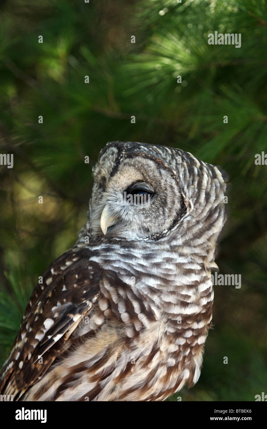 Barred Owl Strix varia Stock Photo - Alamy