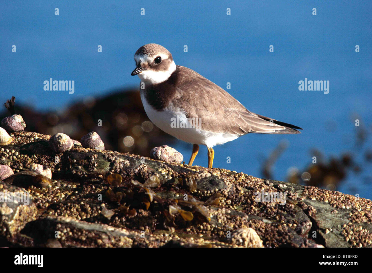 Ringed plover, Charadrius hiaticula, on rocky foreshore , Looe Cornwall UK, September. Stock Photo