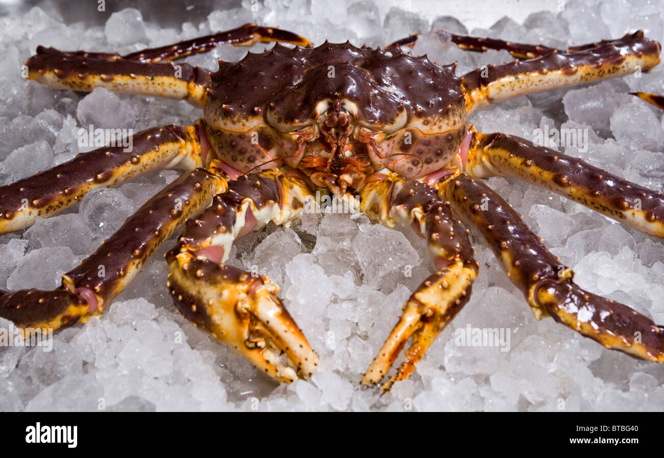 King Crab lying on Bed of Ice Stock Photo Alamy