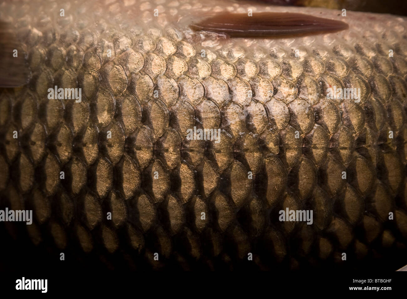 scales of fish carp background Stock Photo Alamy