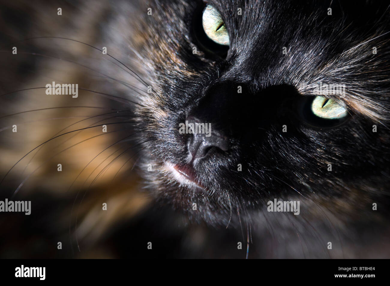 Close up of cat looking up at camera Stock Photo
