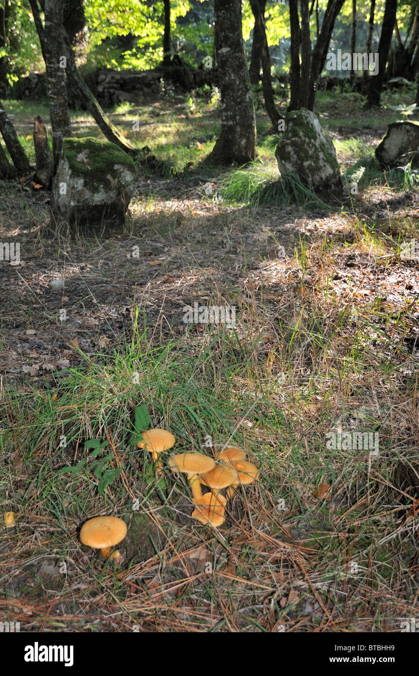 Mushrooms grow amidst the standing stones of Carnac, Brittany, France Stock Photo