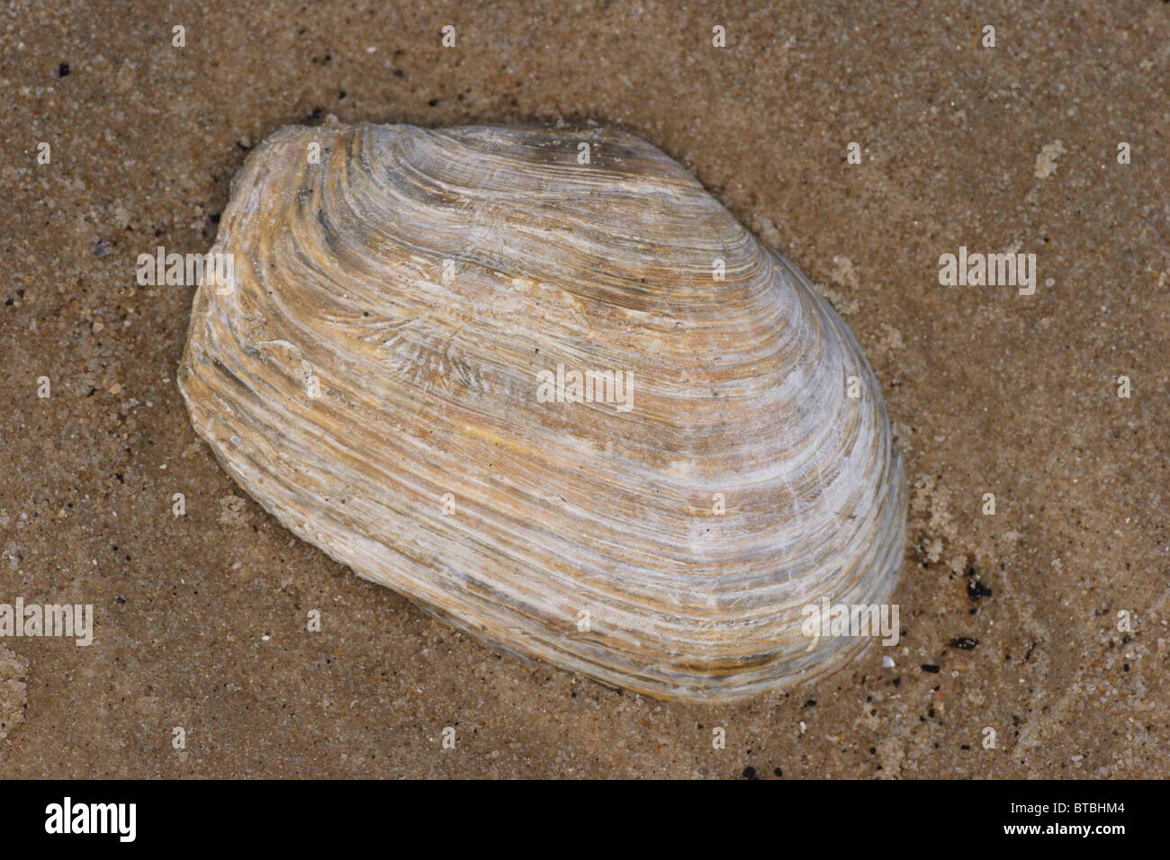 Blunt gaper shell, Mya truncata. Washed up on strandline, Studland bay ...