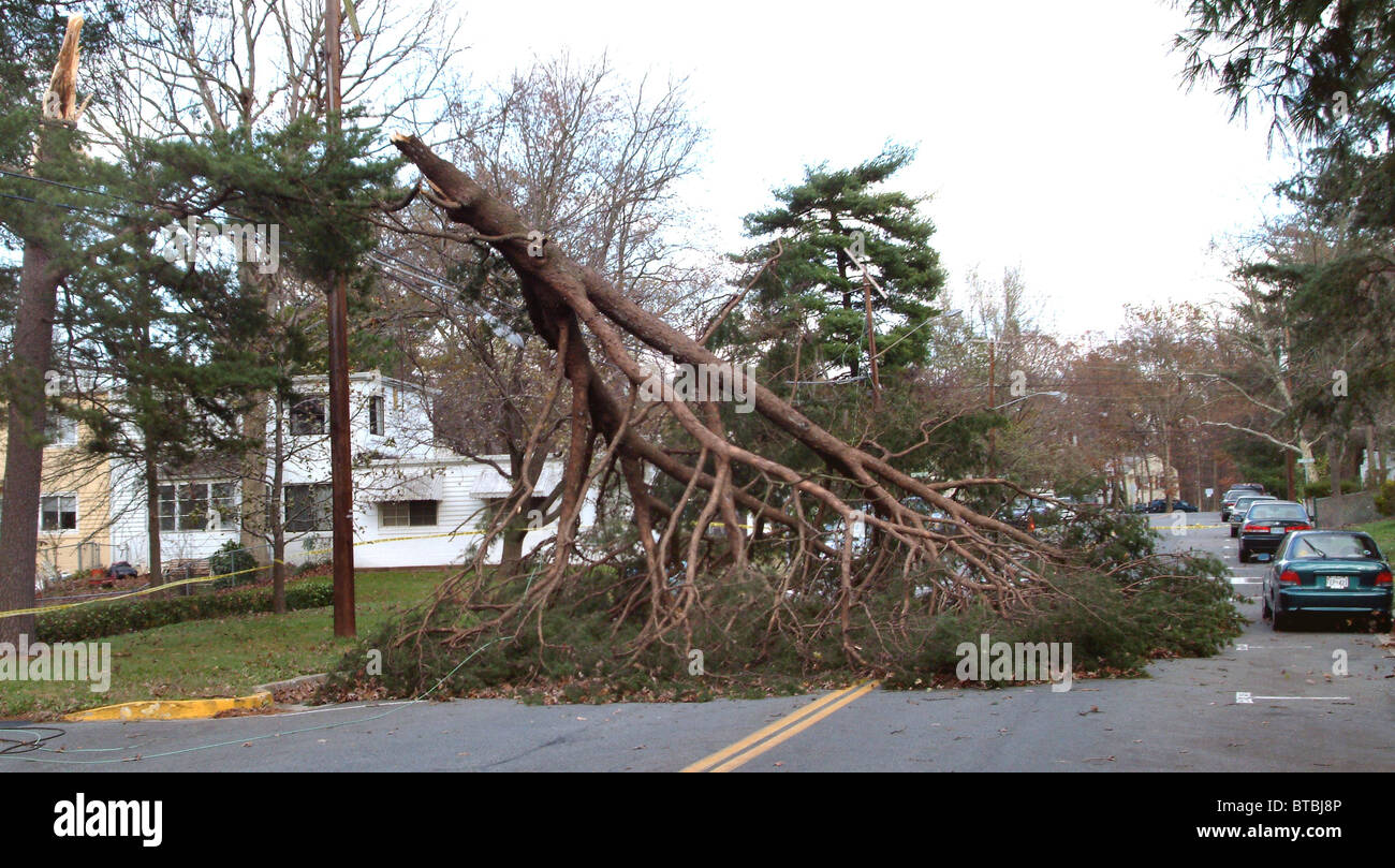 tree blown down blocks the road Stock Photo Alamy