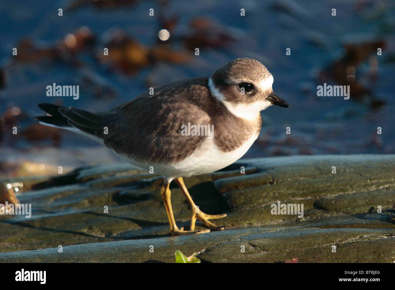 Ringed plover, Charadruis hiaticula, on rocky foreshore , Looe Cornwall UK September. Stock Photo