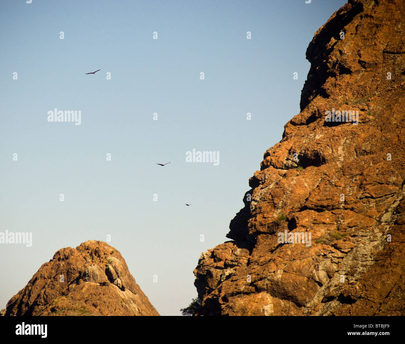 Three wedge-tail eagles soar high up a red cliff face Stock Photo