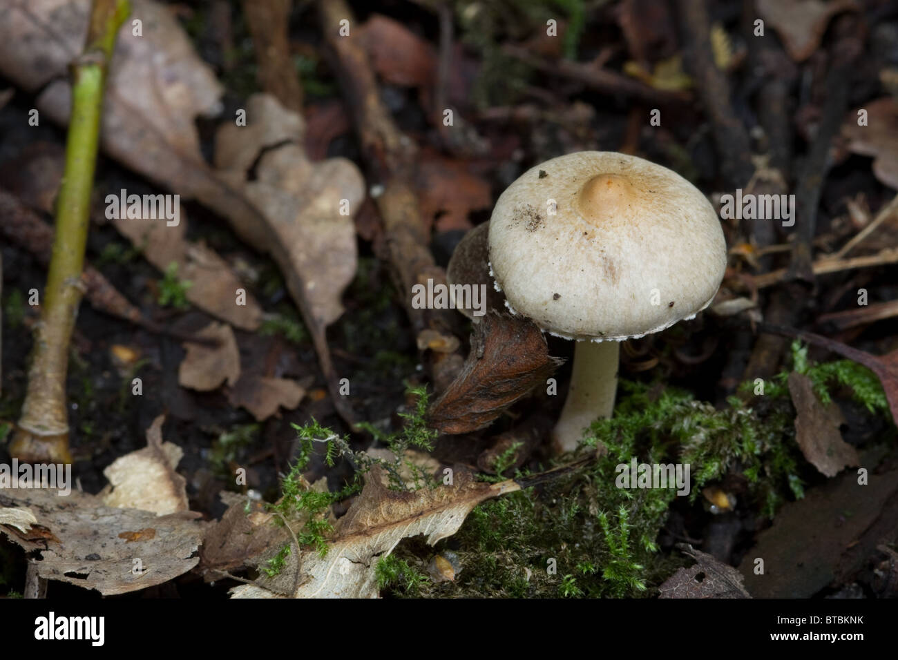 close-up Fungus growing on the forest floor Stock Photo - Alamy