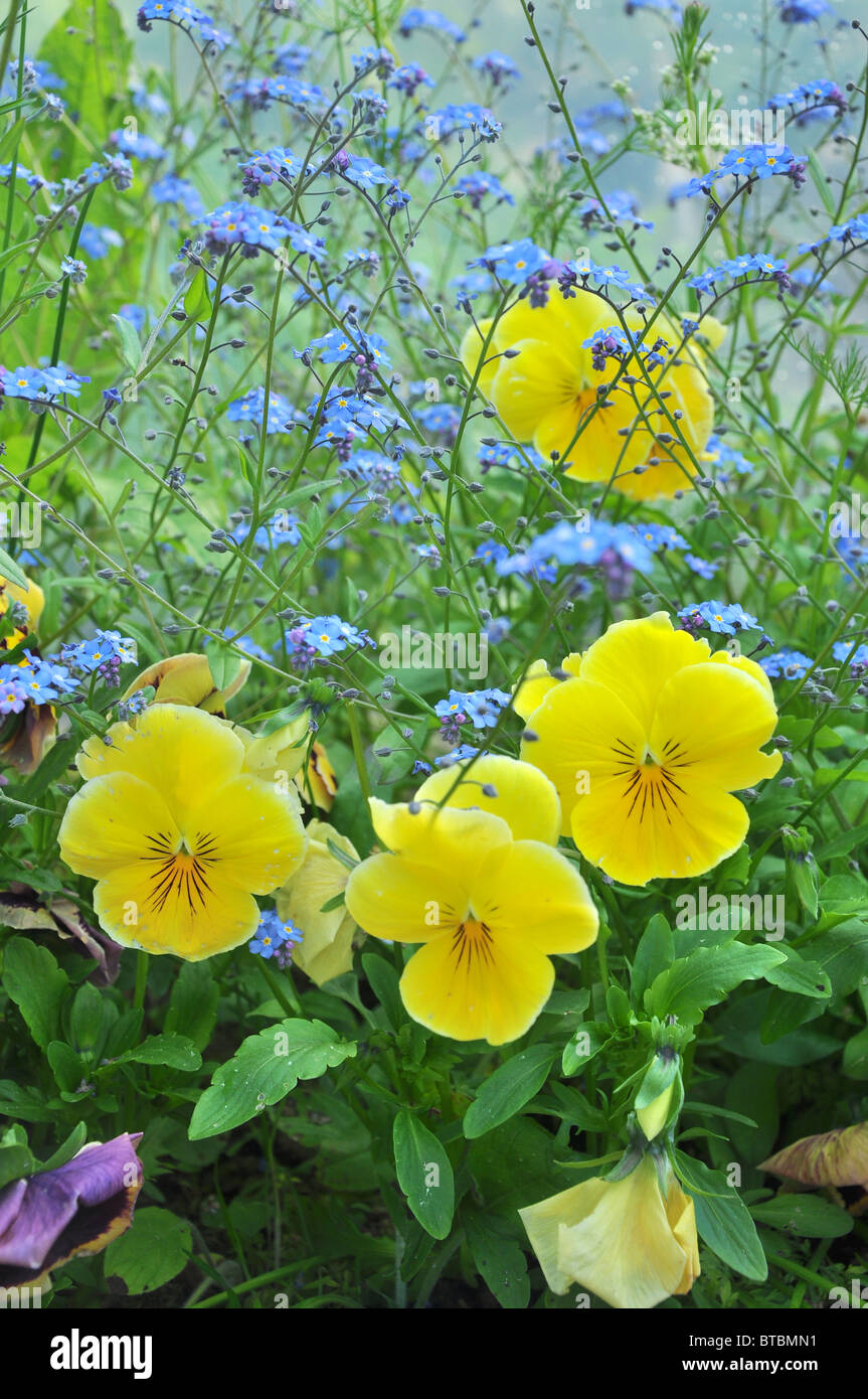 pansies and forget me nots Stock Photo