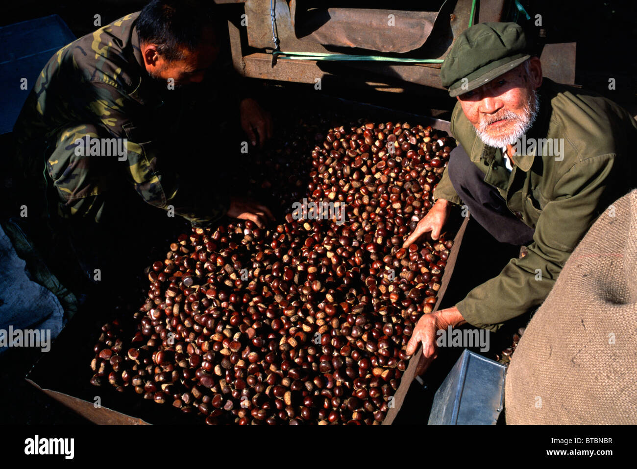 Chinese farmers pick chestnuts before selling to merchant in Huairou, Beijing, China. 2010 Stock Photo