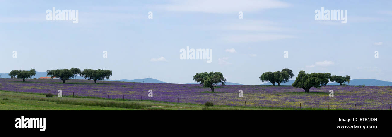 Panorama of fields with cork oak trees in vicinity of Cáceres (Extremadura, Spain) Stock Photo