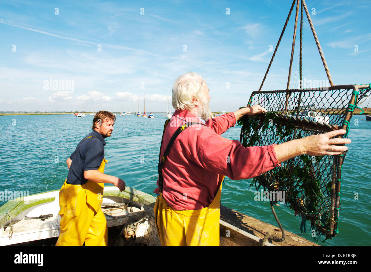 Oyster Fishermen catching Colchester Natives in West Mersea, uk Stock Photo