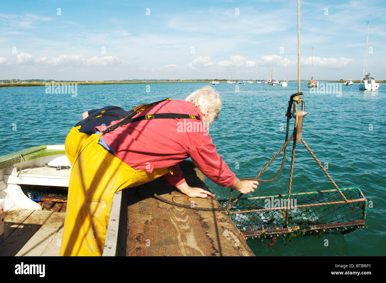 Oyster Fisherman catching Colchester Natives in West Mersea, uk Stock