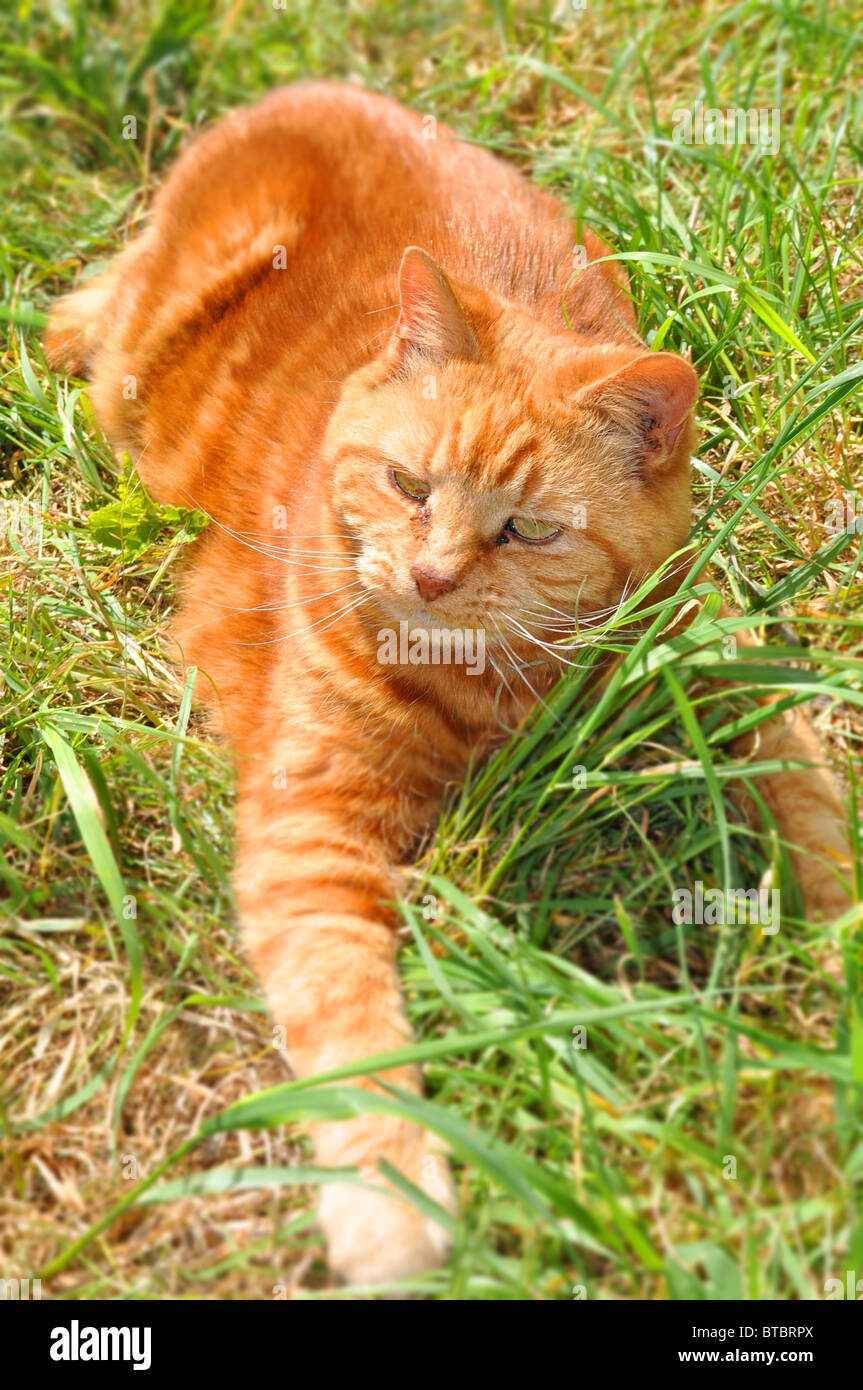 ginger cat in garden Stock Photo Alamy