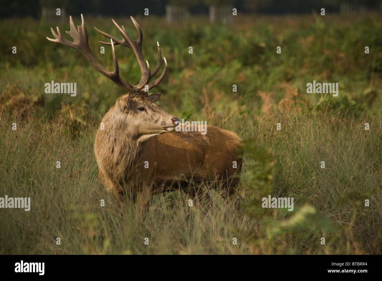 Red Deer Stag in the Autumn Rutting Season Stock Photo