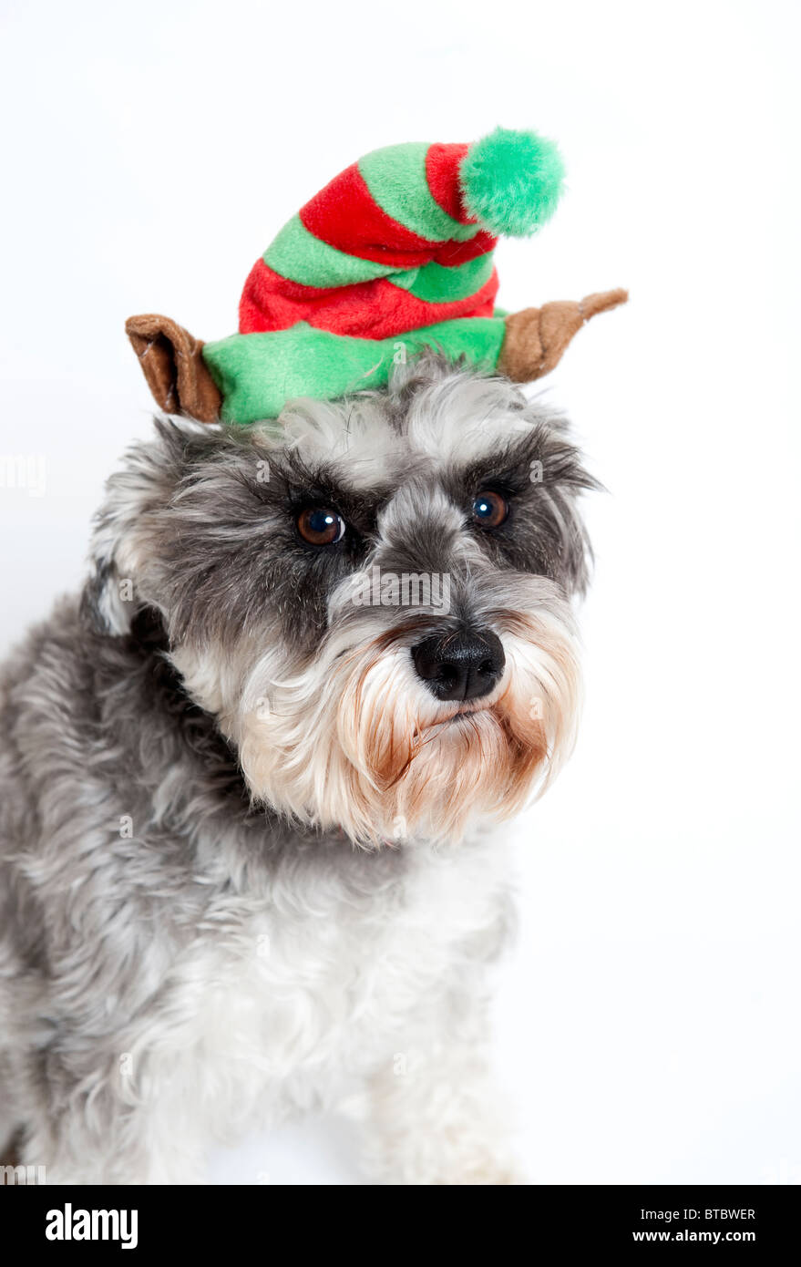 Mini schnauzer dog wearing Christmas hat Stock Photo