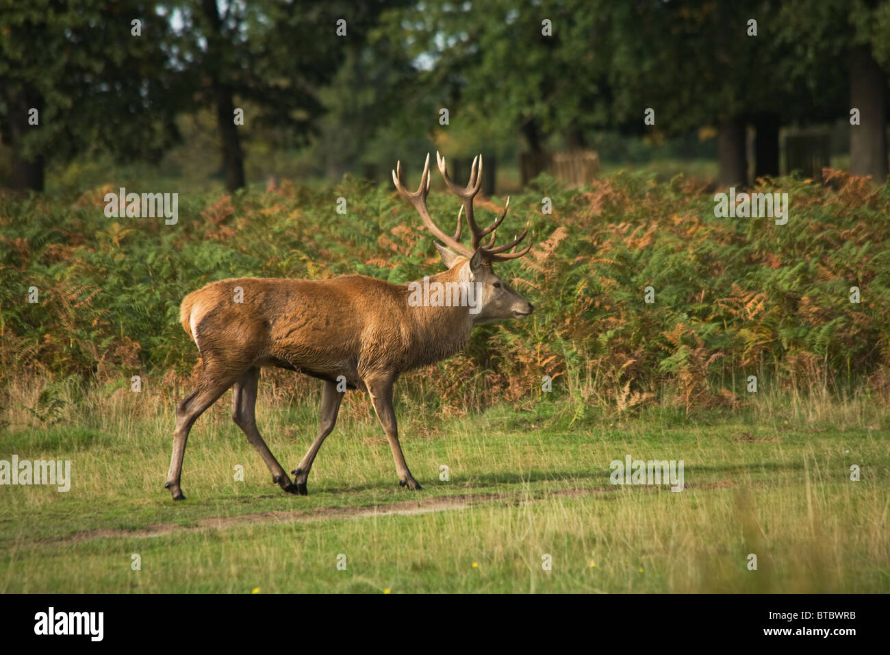 Red Deer Stag in Bushy Park during the Rutting Season Stock Photo