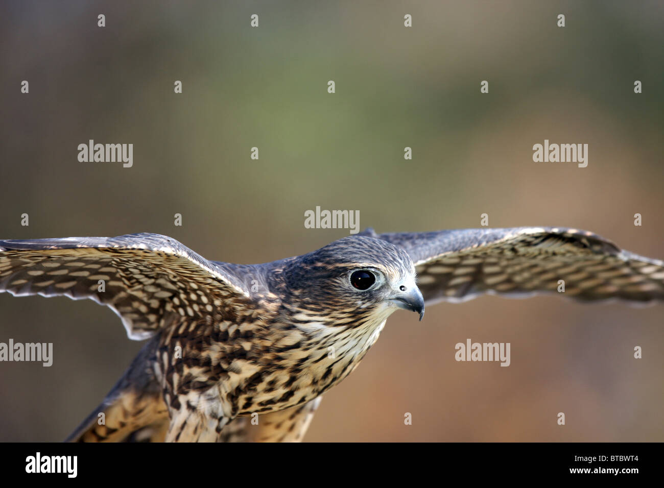 Merlin bird of prey Falco colombarius Stock Photo - Alamy