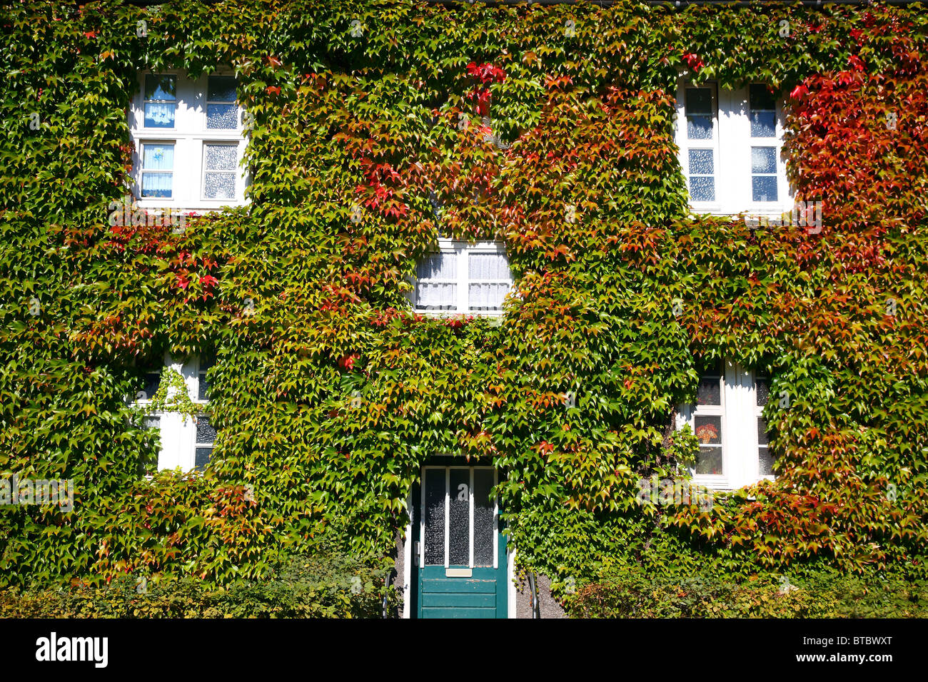 House, facade covered with ivy. Ivy growing up the wall Stock Photo Alamy
