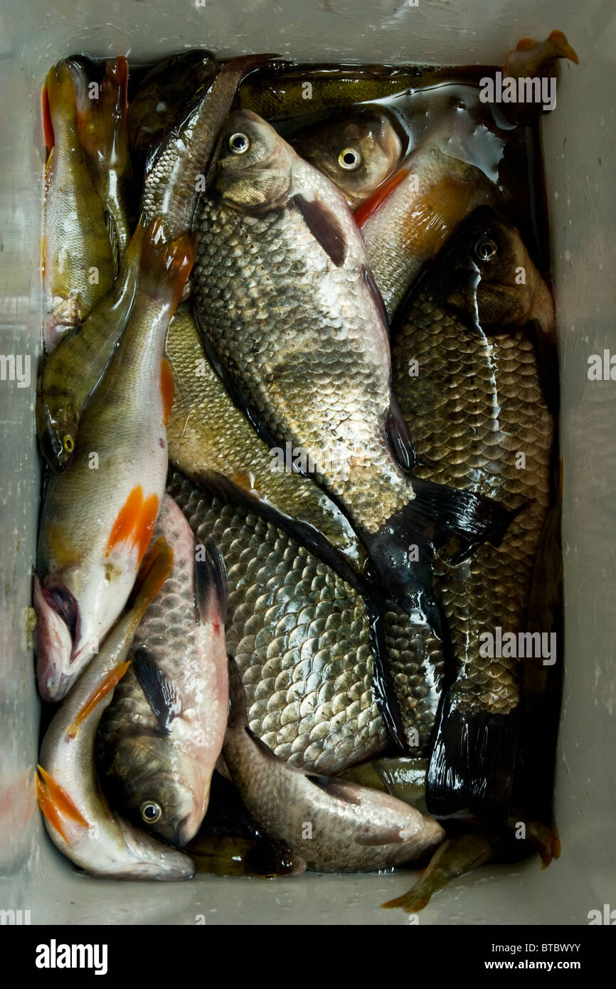 Different fishes in container Stock Photo Alamy