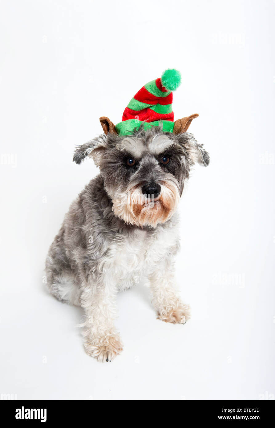 Mini schnauzer dog wearing Christmas hat Stock Photo