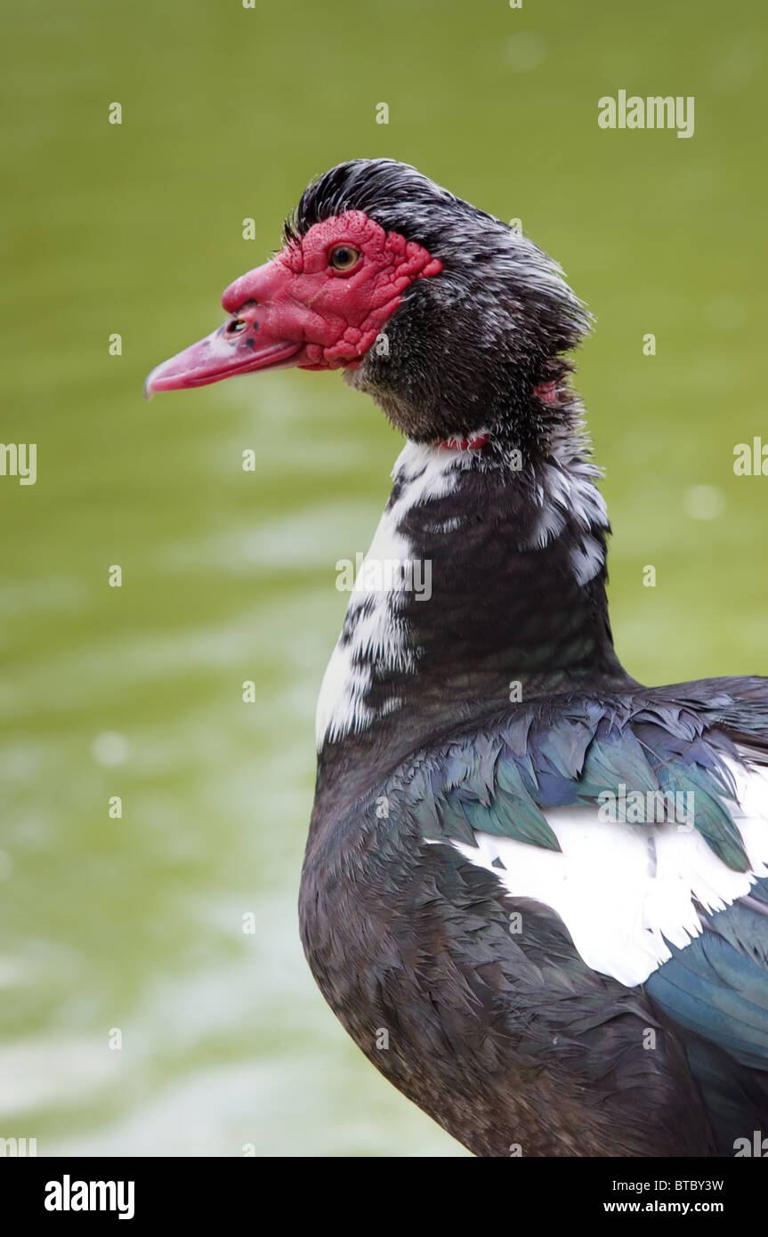 Male Muscovy Duck Stock Photo - Alamy