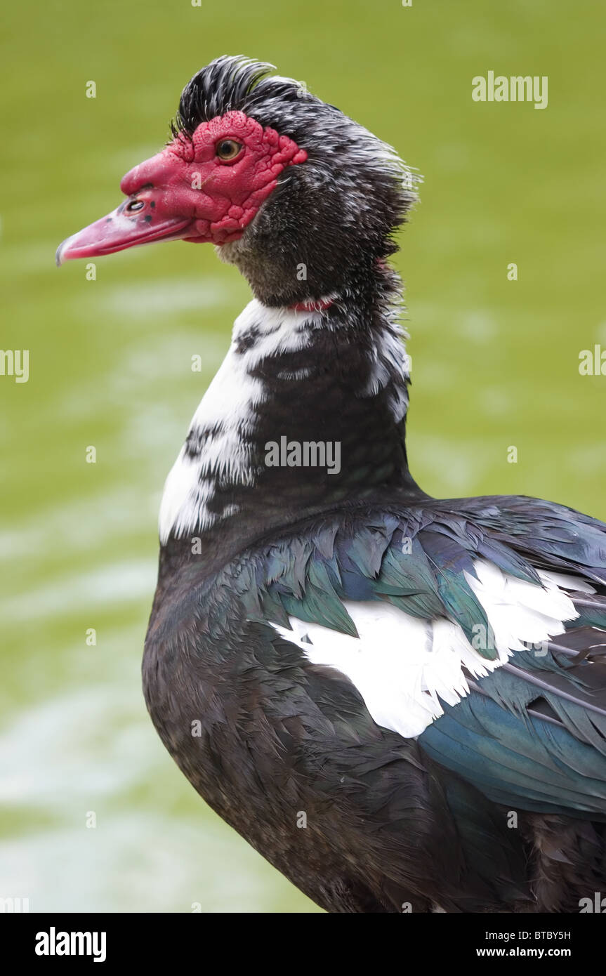 Male Muscovy Duck Stock Photo - Alamy