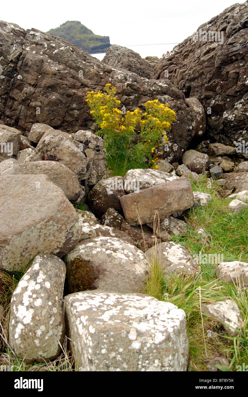 Wild yellow flowers at the Giants Causeway, County Antrim, Northern ...
