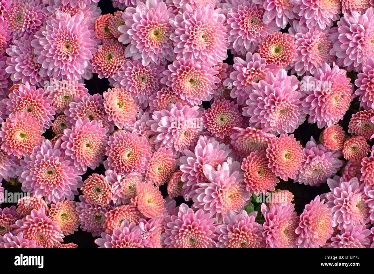 Pink hardy garden mums Stock Photo Alamy