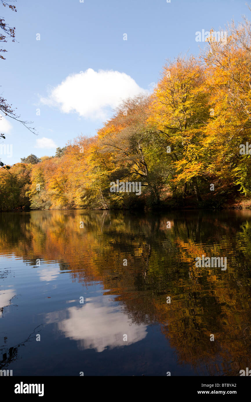 autumn trees reflected in still lake Stock Photo - Alamy
