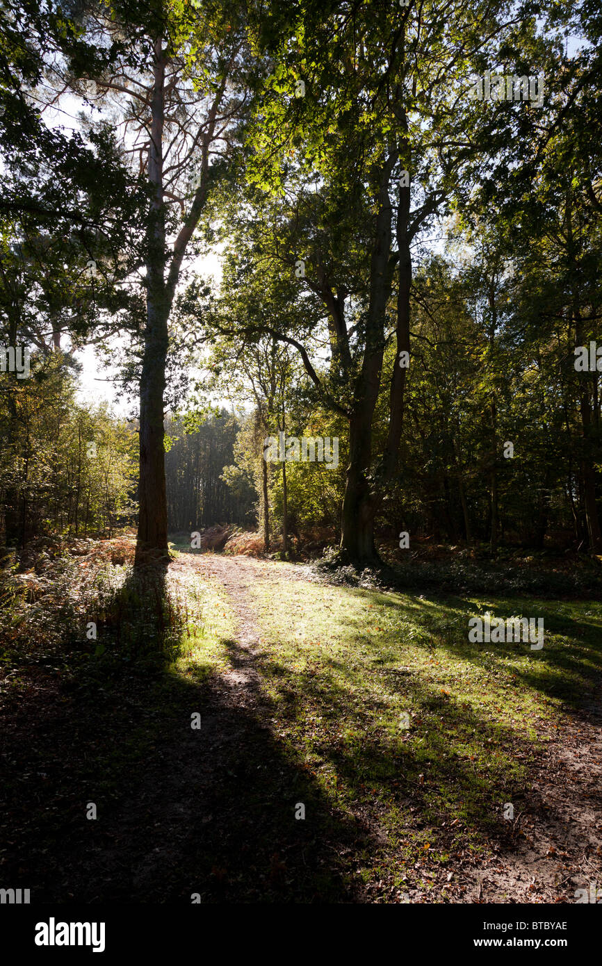 Sunlight clearing in a forest casting shadows of tall trees Stock Photo ...
