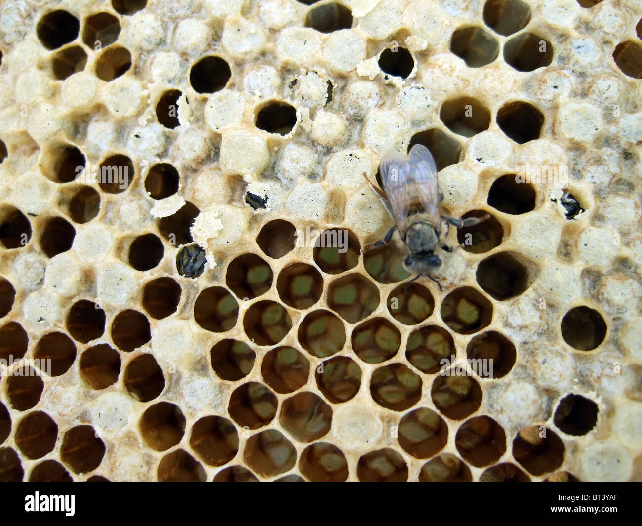 Capped brood hires stock photography and images Alamy
