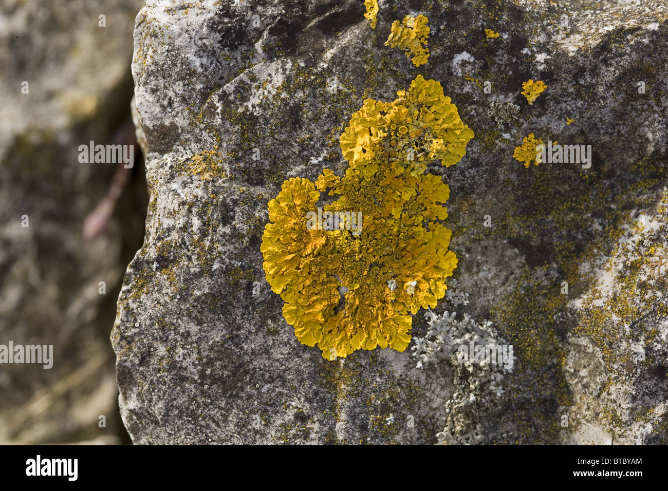 Close up of the lichen Xanthoria calcicola on basalt, Streefkerk, South-Holland, Netherlands Stock Photo