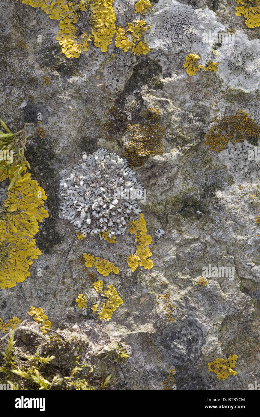 Granite stone with a handful of species of lichen, Streefkerk, South-Holland, Netherlands Stock Photo