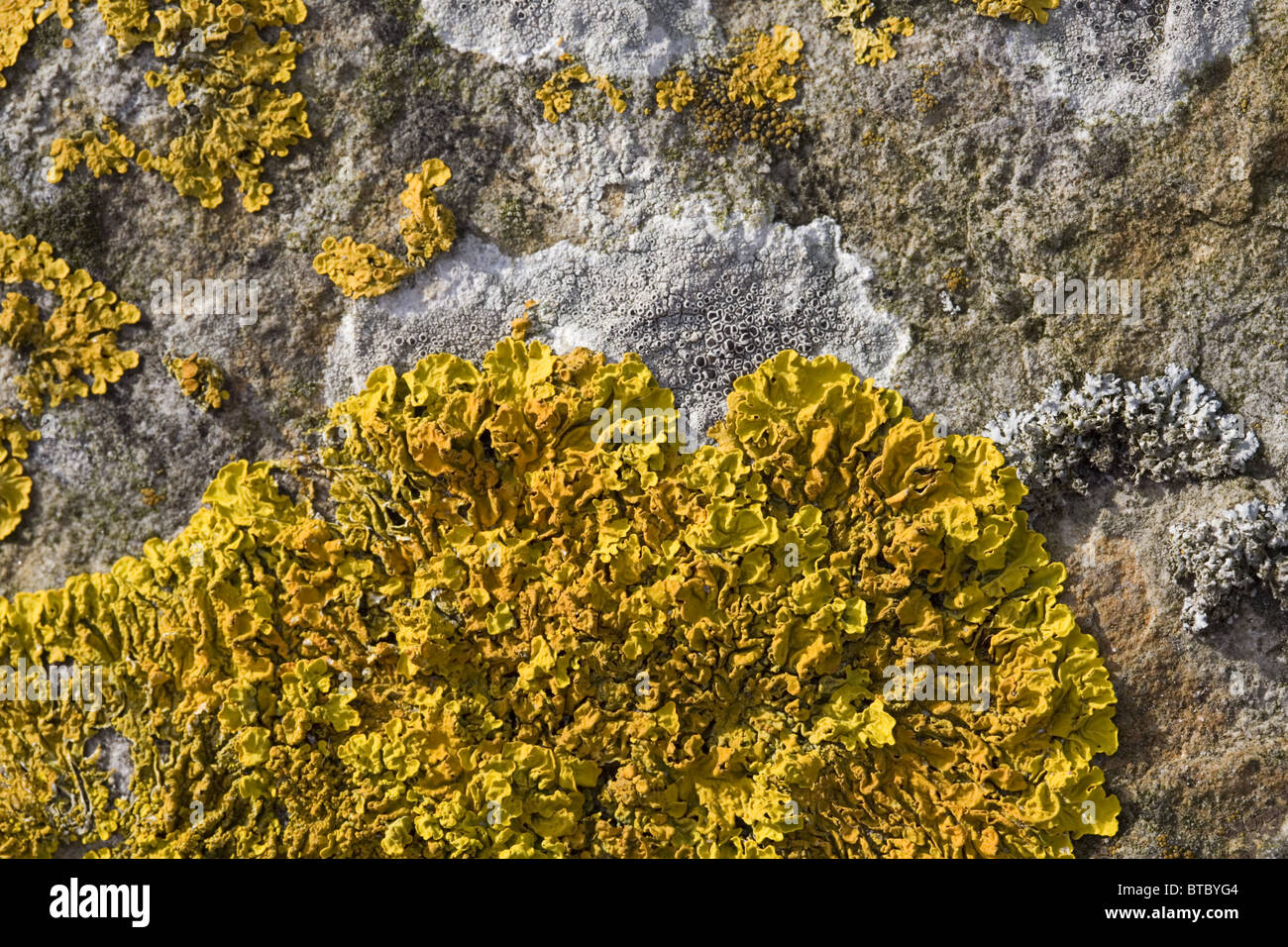 Basalt rock with close up of the lichens Xanthoria calcicola (yellow) and Lecanora chlarotera (white), Streefkerk, Netherlands Stock Photo