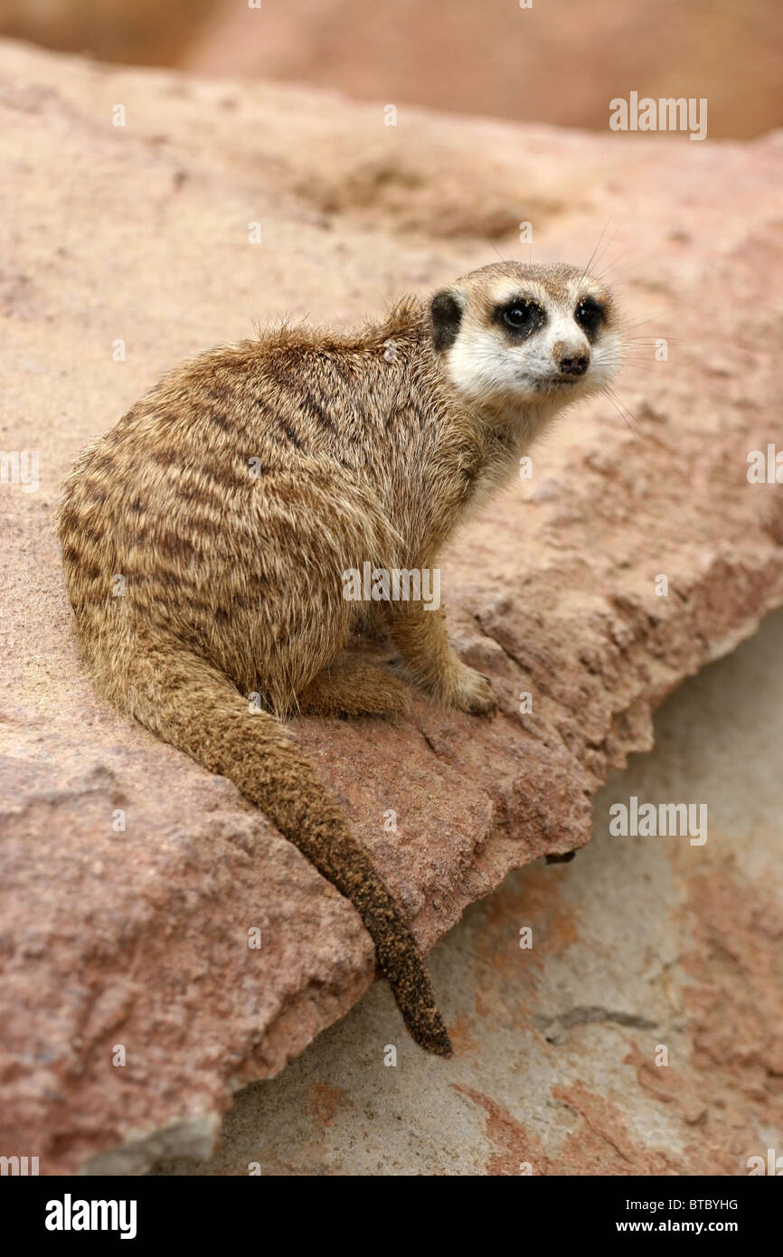Meerkat at Cango Wildlife Ranch, Oudtshoorn, South Africa Stock Photo