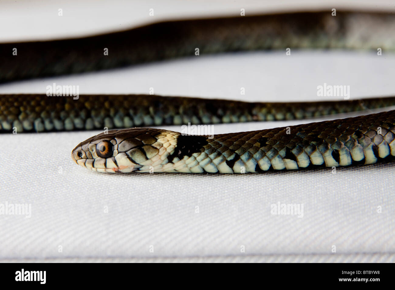 Grass Snake Playing Dead / Ringelnatter stellt sich tot 