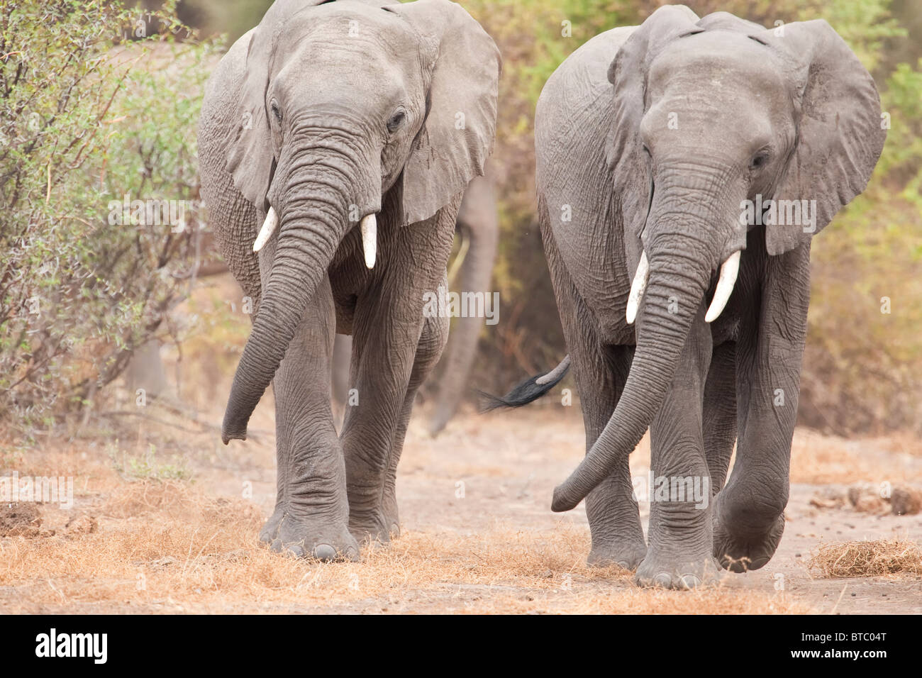 African Elephant (Loxodonta africana) two elephants walking ...