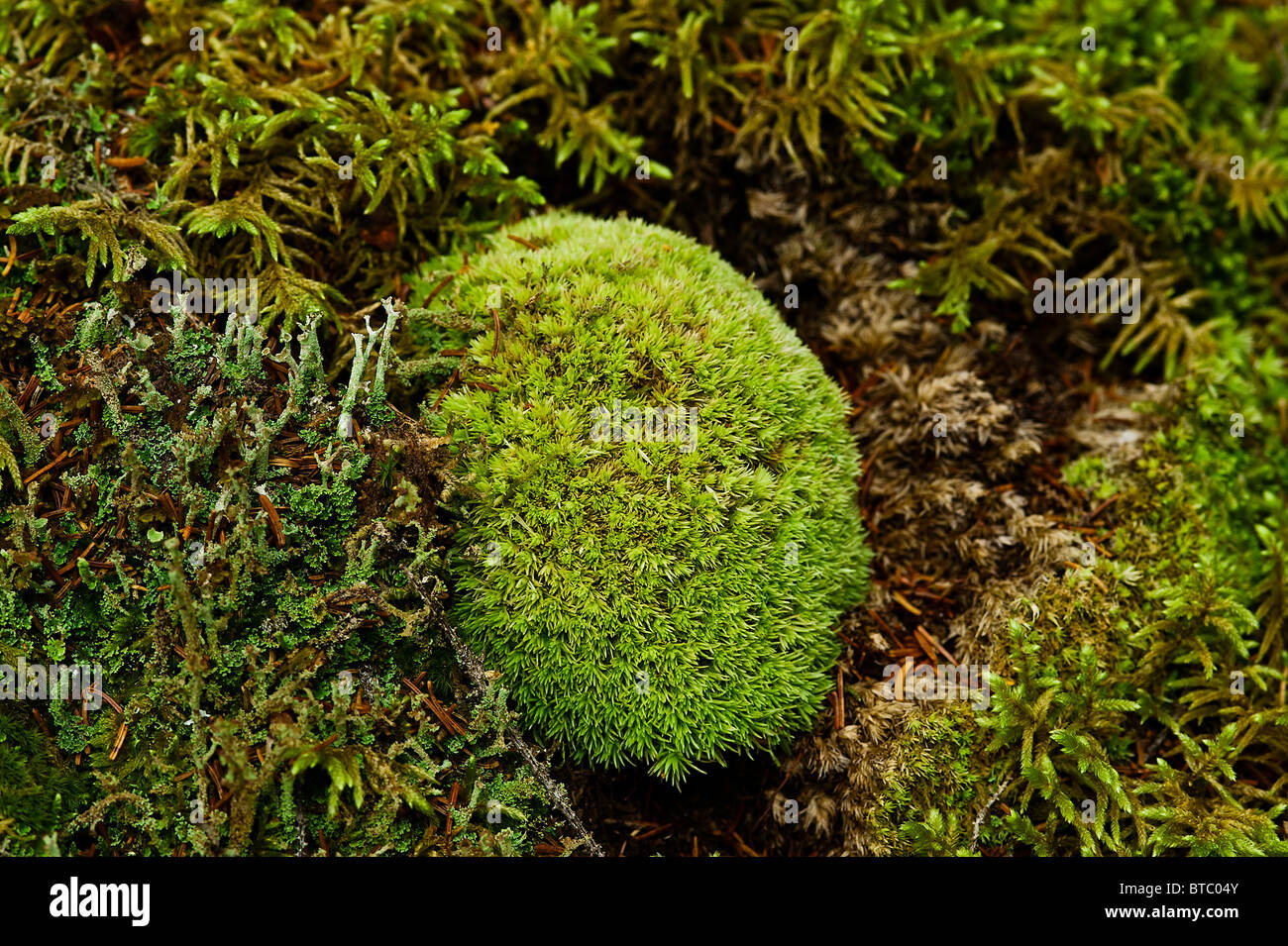 Moss growing on a forest floor, Maine, USA Stock Photo