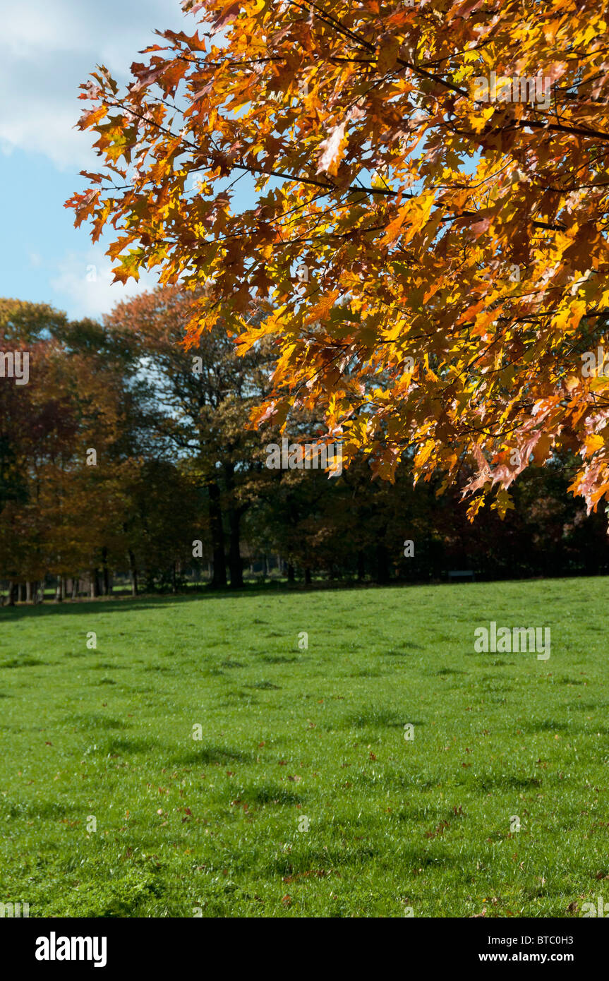 An autumn scene Stock Photo - Alamy