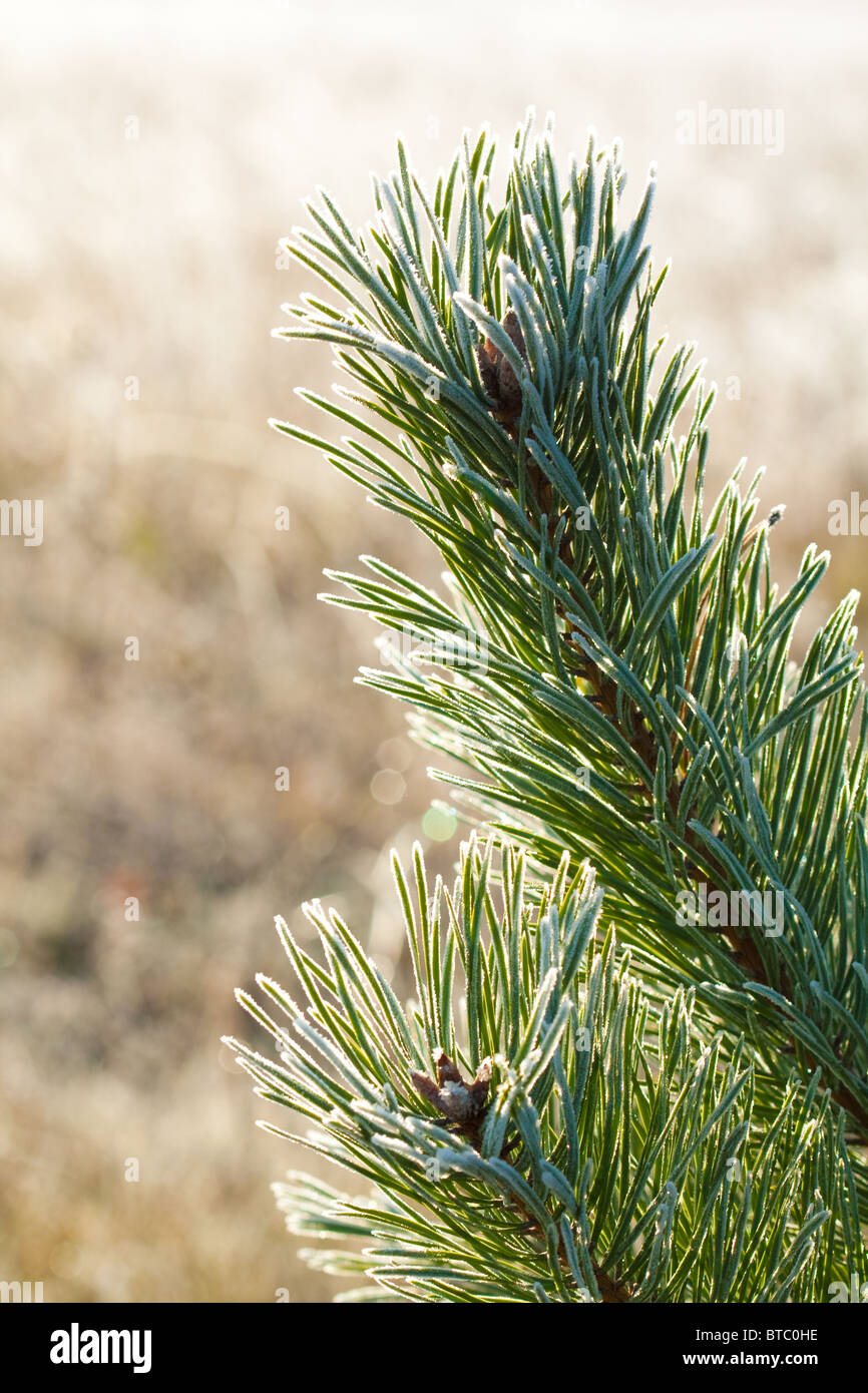 Frost fir branch in nature Stock Photo