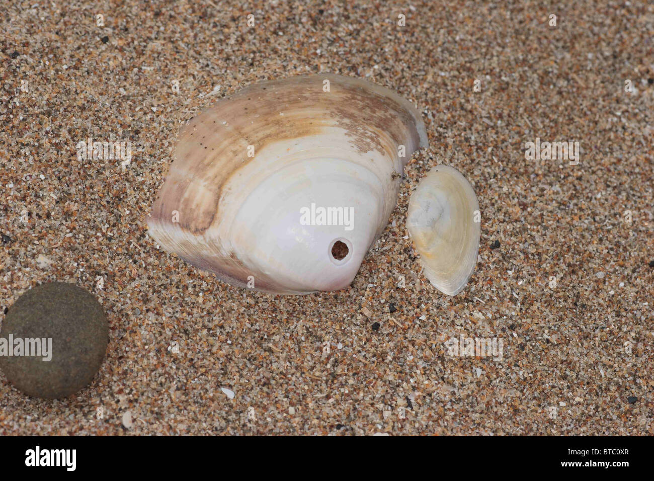 Shell hole hires stock photography and images Alamy