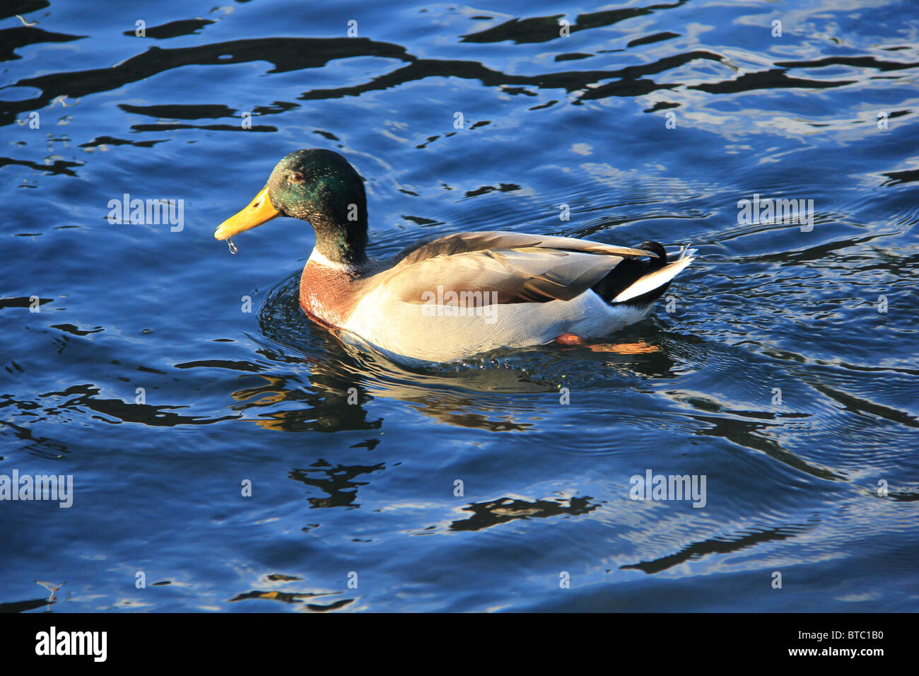 Duck Swimming in the Water Stock Photo