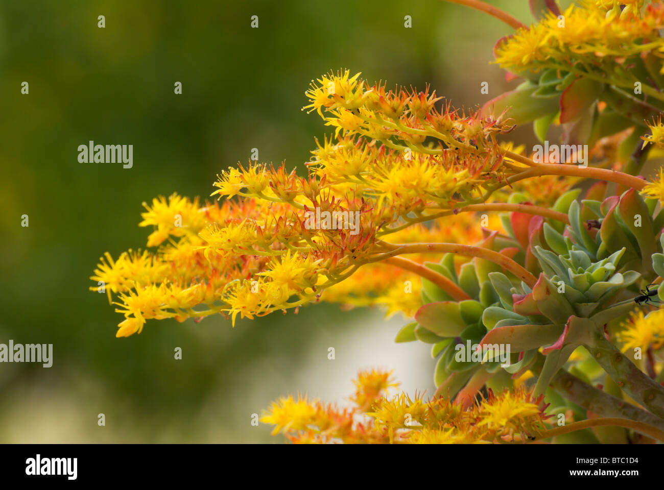 Close-up of Sedum Palmeri succulent plant with flowers Stock Photo