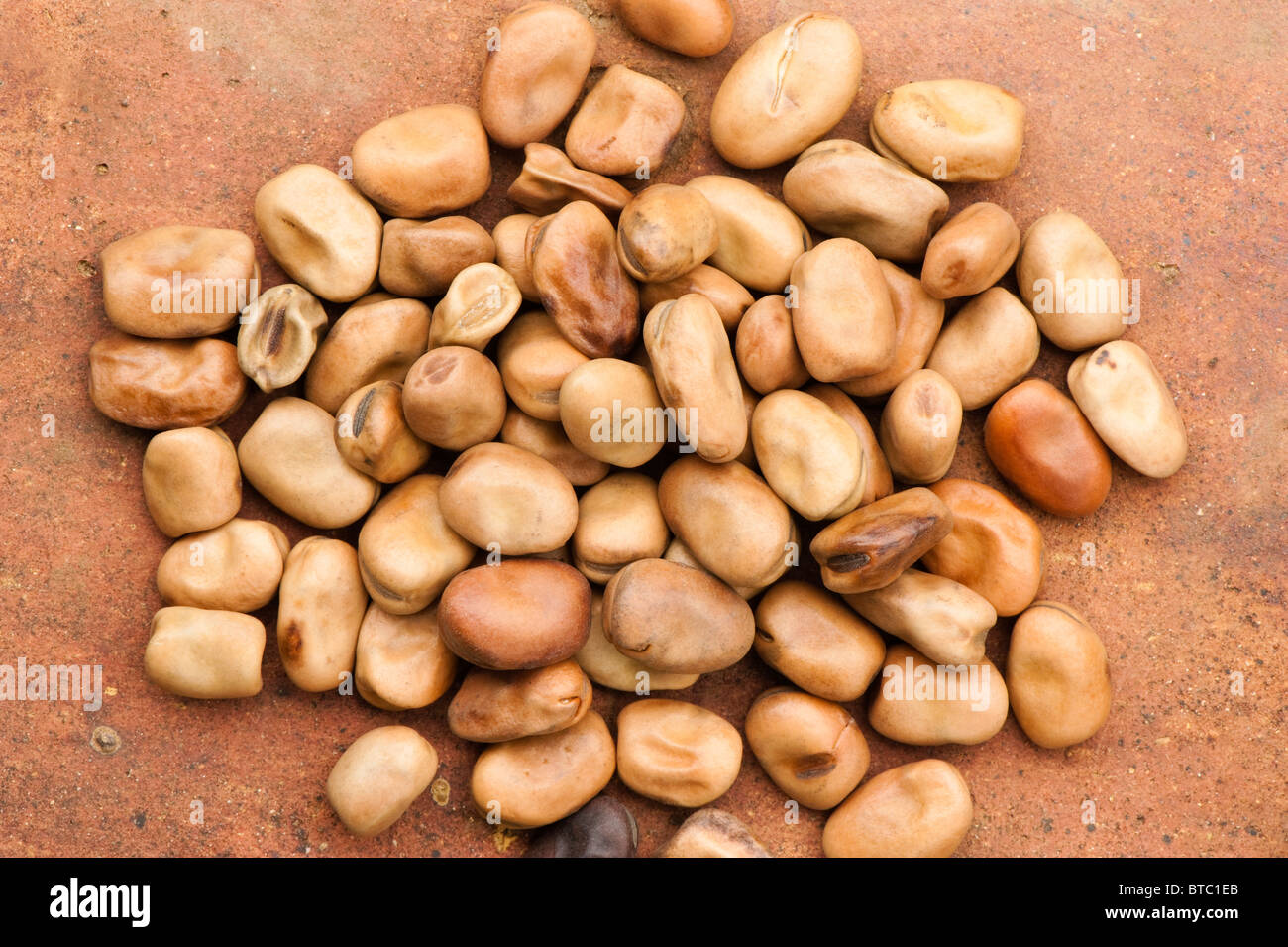 Field Beans High Resolution Stock Photography and Images Alamy