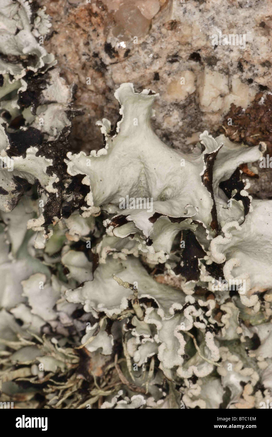 Lichen, Parmotrema perlatum, on coastal boulder , Cornwall UK August. Stock Photo